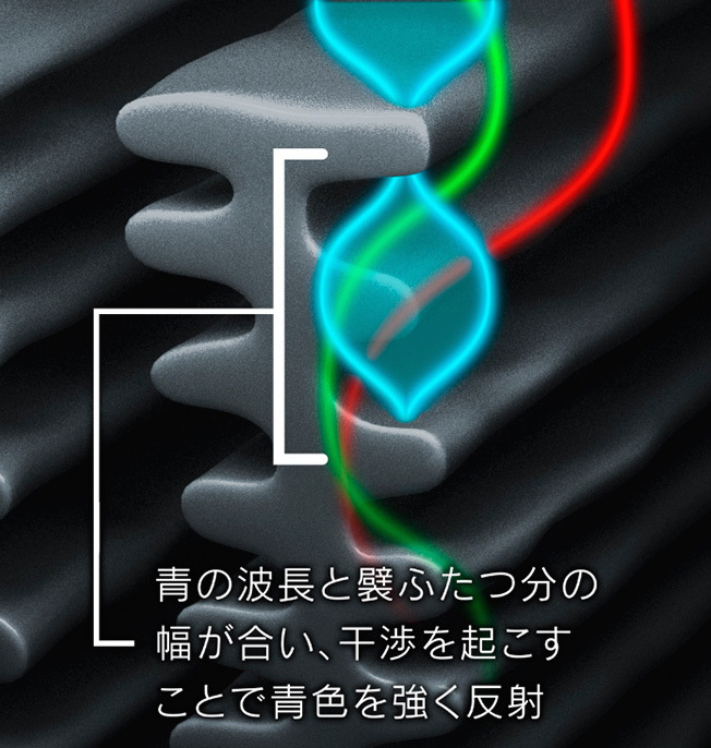 モルフォ蝶の羽の構造。三原色のなかで「青」だけを強く反射する形状のため、人間には青く見える
