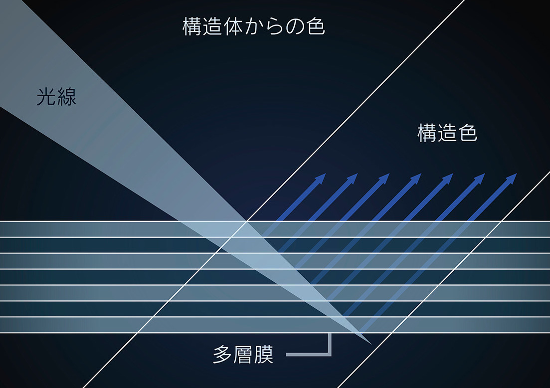 モルフォ蝶の羽の構造をもとに積層構造の顔料を開発。青以外の光は吸収し、青の光だけを強く反射させ、青色を発色する